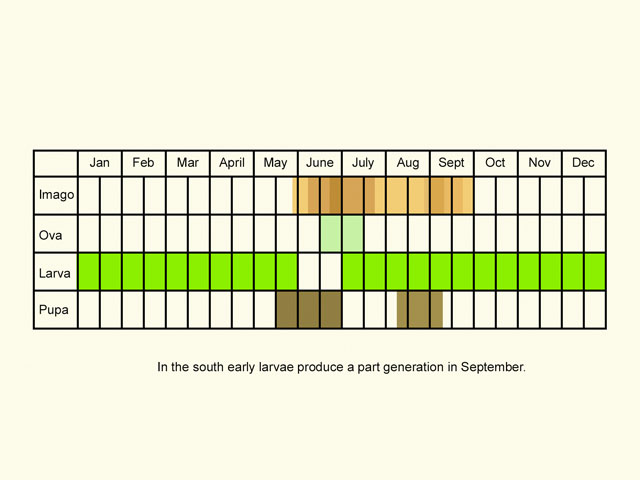  Life stages table Copyright Martin Evans 