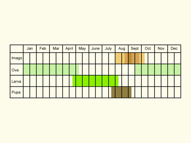  Life stages table Copyright Martin Evans 