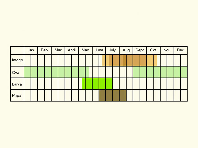  Life stages table Copyright Martin Evans 