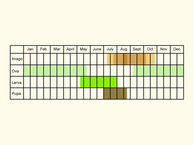  Life stages table Copyright Martin Evans 