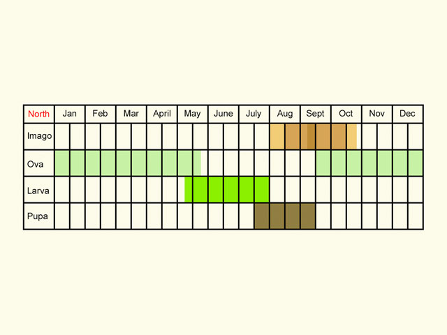  Life stages table Copyright Martin Evans 