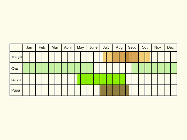  Life stages table Copyright Martin Evans 
