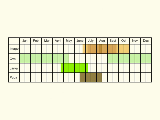  Life stages table Copyright Martin Evans 