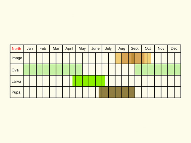  Life stages table Copyright Martin Evans 