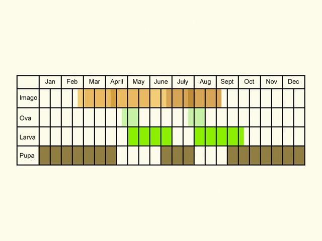  Life stages table Copyright Martin Evans 