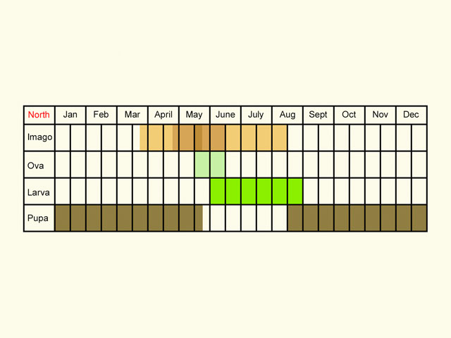  Life stages table Copyright Martin Evans 