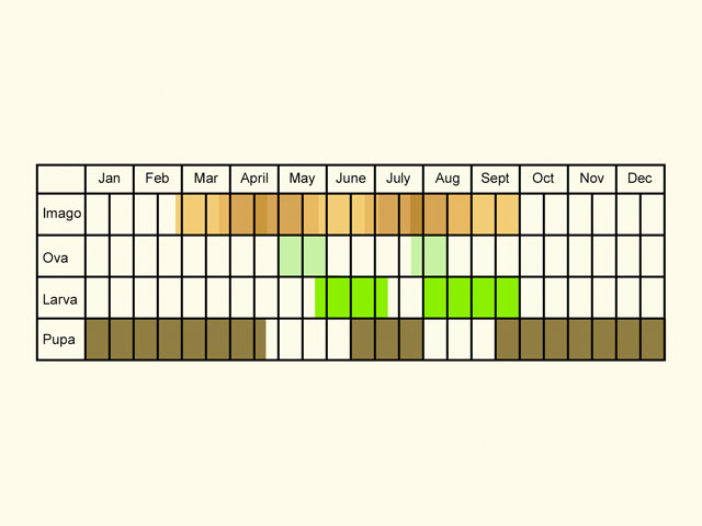  Life stages table Copyright Martin Evans 