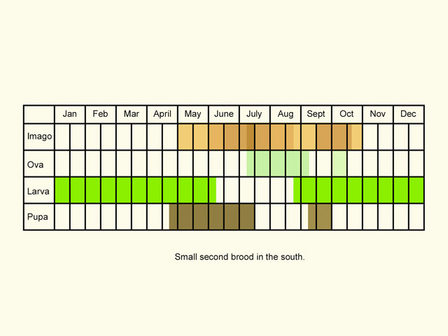  Life stages table Copyright Martin Evans 