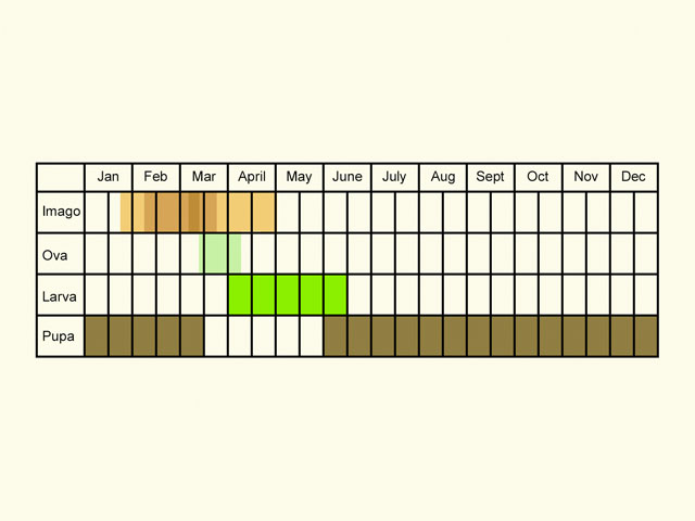  Life stages table Copyright Martin Evans 