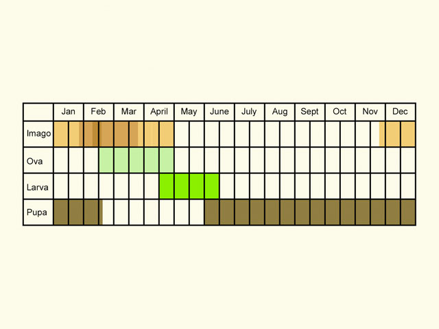  Life stages table Copyright Martin Evans 