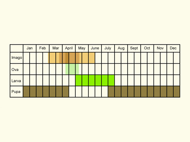  Life stages table Copyright Martin Evans 