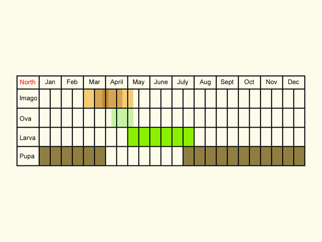  Life stages table Copyright Martin Evans 