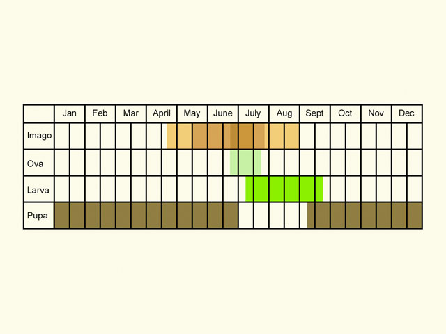  Life stages table Copyright Martin Evans 