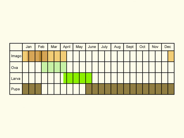  Life stages table Copyright Martin Evans 