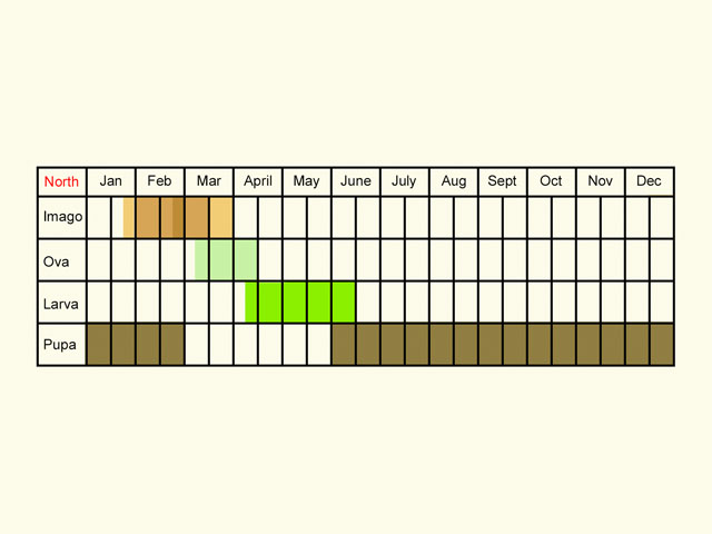 Life stages table Copyright Martin Evans 