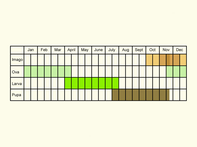  Life stages table Copyright Martin Evans 