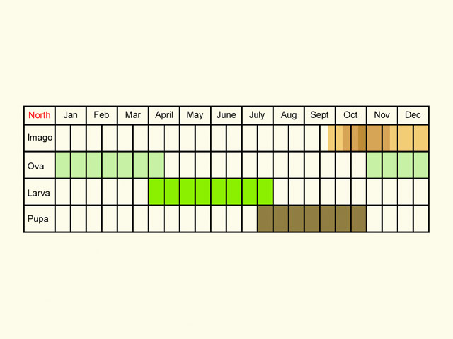  Life stages table Copyright Martin Evans 