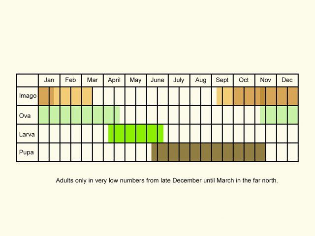  Life stages table Copyright Martin Evans 
