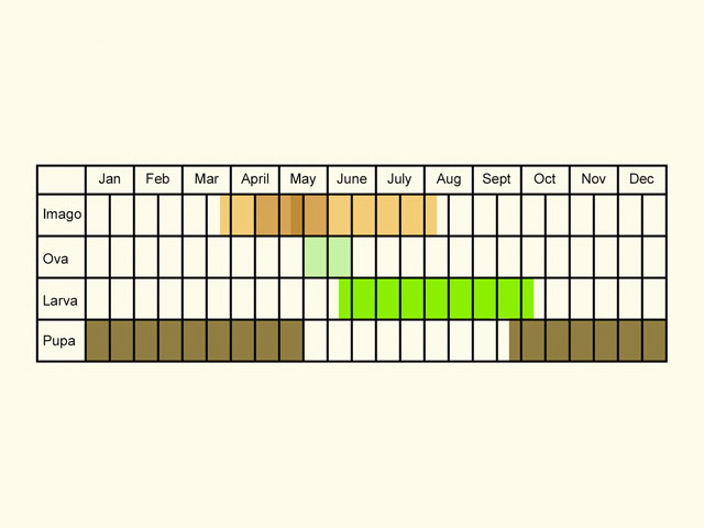  Life stages table Copyright Martin Evans 