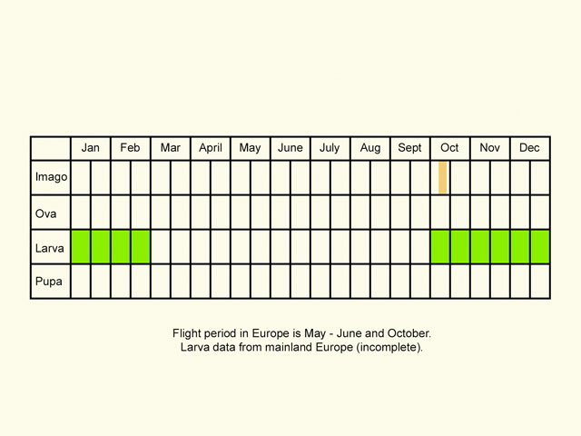  Life stages table Copyright Martin Evans 