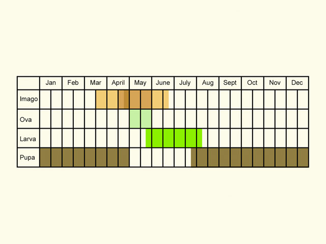  Life stages table Copyright Martin Evans 