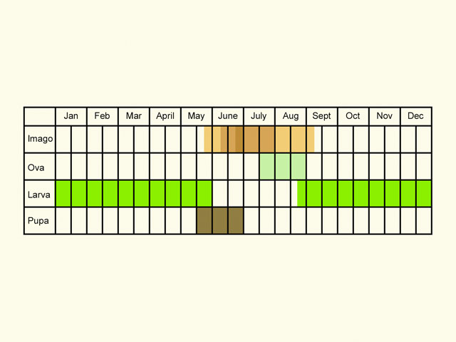  Life stages table Copyright Martin Evans 