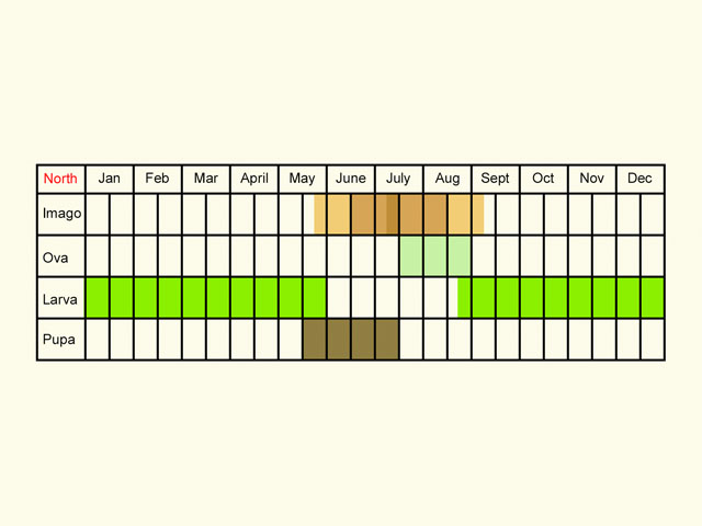  Life stages table Copyright Martin Evans 