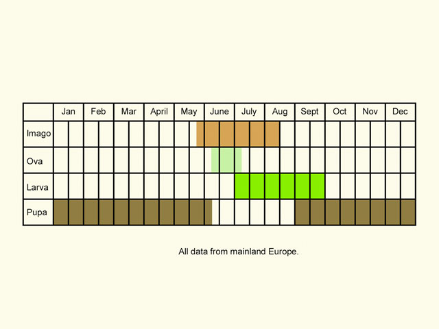  Life stages table Copyright Martin Evans 