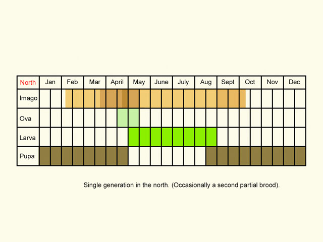  Life stages table Copyright Martin Evans 