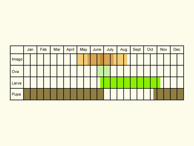  Life stages table Copyright Martin Evans 