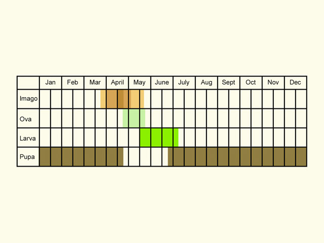  Life stages table Copyright Martin Evans 