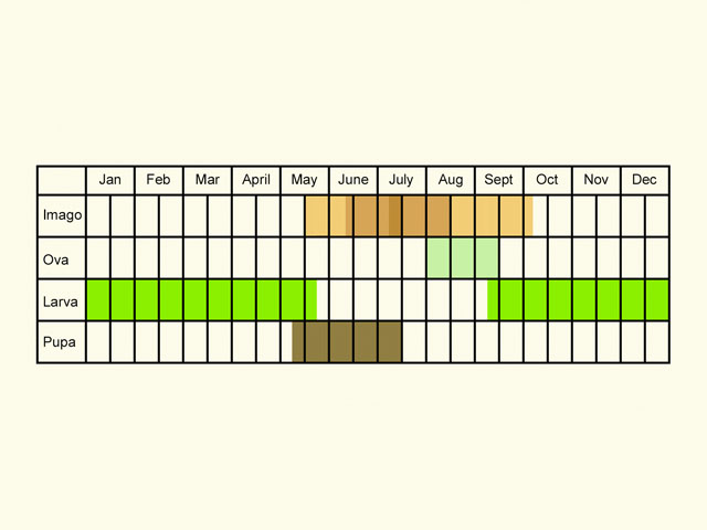  Life stages table Copyright Martin Evans 