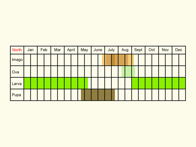  Life stages table Copyright Martin Evans 