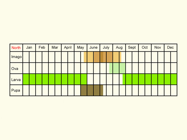  Life stages table Copyright Martin Evans 