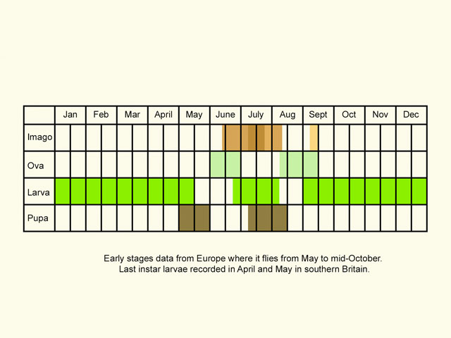  Life stages table Copyright Martin Evans 