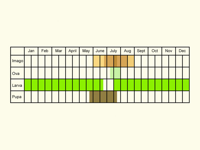  Life stages table Copyright Martin Evans 