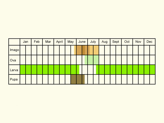  Life stages table Copyright Martin Evans 