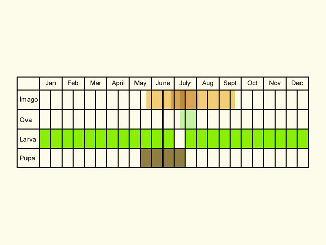  Life stages table Copyright Martin Evans 