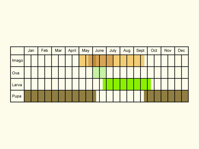  Life stages table Copyright Martin Evans 