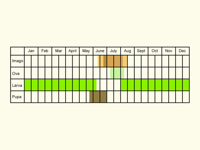  Life stages table Copyright Martin Evans 