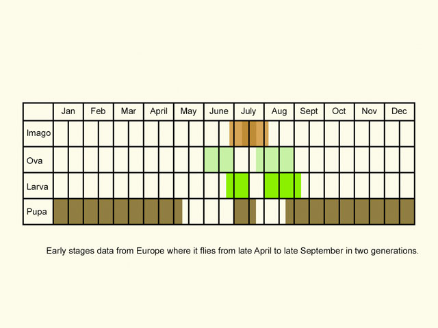  Life stages table Copyright Martin Evans 