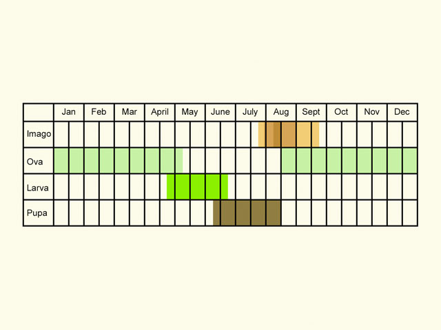  Life stages table Copyright Martin Evans 