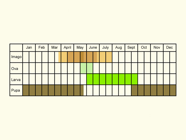  Life stages table Copyright Martin Evans 