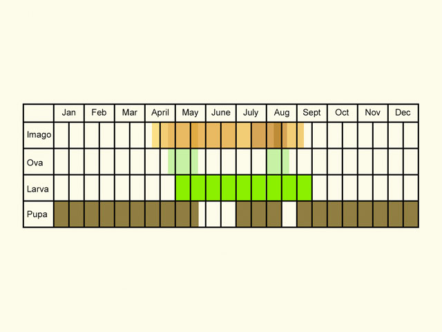  Life stages table Copyright Martin Evans 