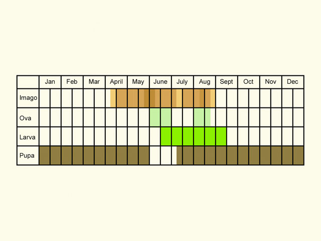  Life stages table Copyright Martin Evans 
