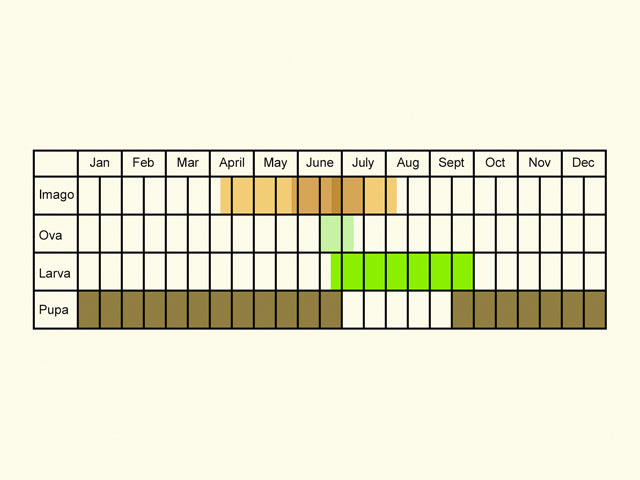  Life stages table Copyright Martin Evans 
