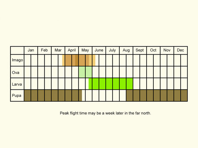  Life stages table Copyright Martin Evans 