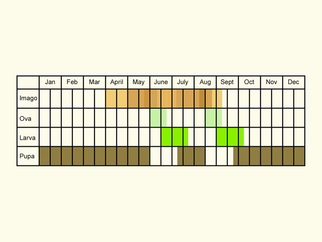  Life stages table Copyright Martin Evans 