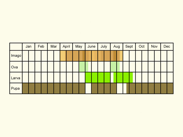  Life stages table Copyright Martin Evans 