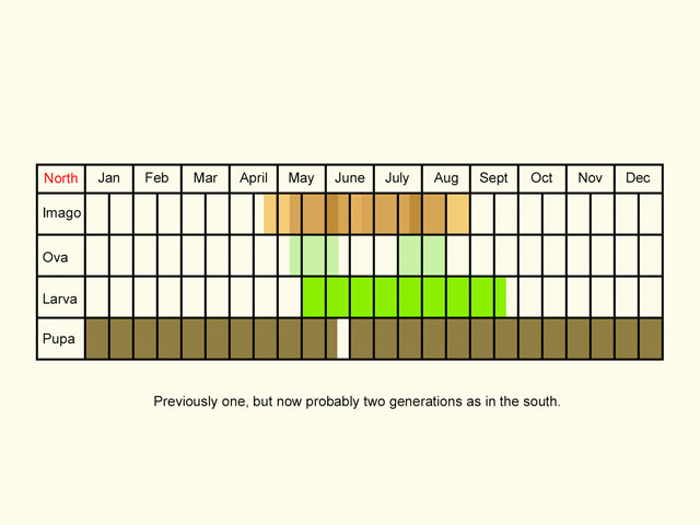  Life stages table Copyright Martin Evans 